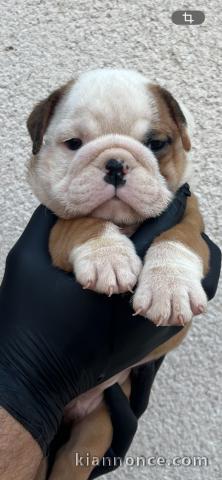 Je donne chiot bulldog anglais mâle 