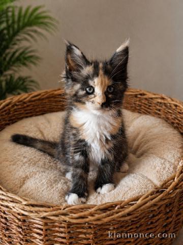 Je donne chaton main coon disponible 