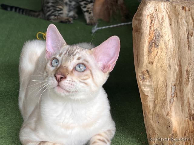 Magnifique chaton Bengal disponible pour adoption 