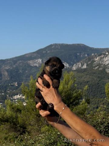 Je donne chiot berger allemand 