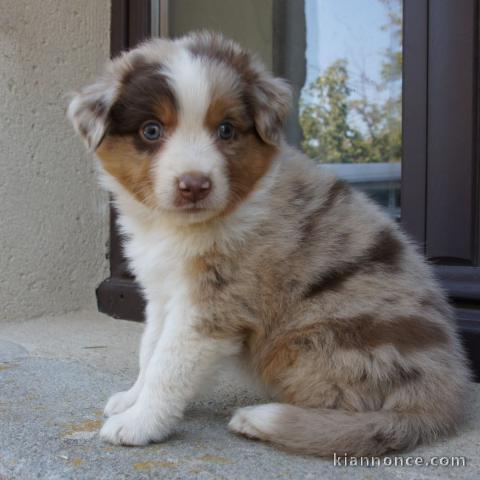 Je donne chiot berger australien 
