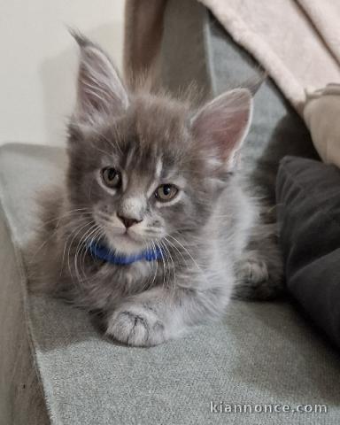 Bébé chat main coon disponible 