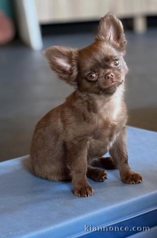 Adorables chiots chihuahua a donner 