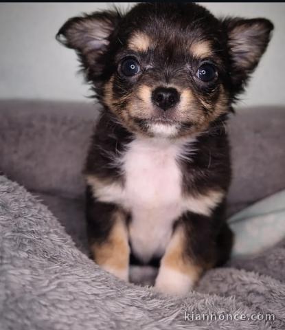 Adorables chiots chihuahua a donner 
