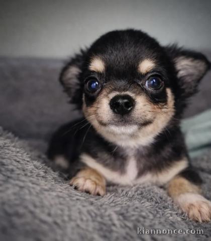 Adorables chiots chihuahua a donner 