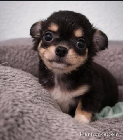 Adorables chiots chihuahua a donner 