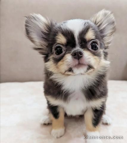 Adorables chiots chihuahua a donner 