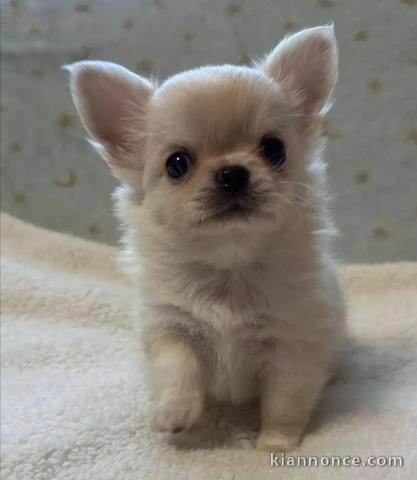 Adorables chiots chihuahua a donner 