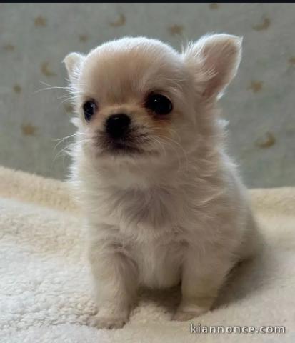 Adorables chiots chihuahua a donner 