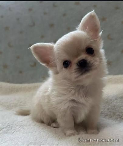 Adorables chiots chihuahua a donner 