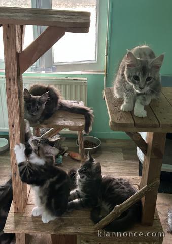 Bébé chaton Maine coon disponible 
