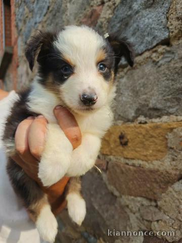Je donne chiot berger australien 