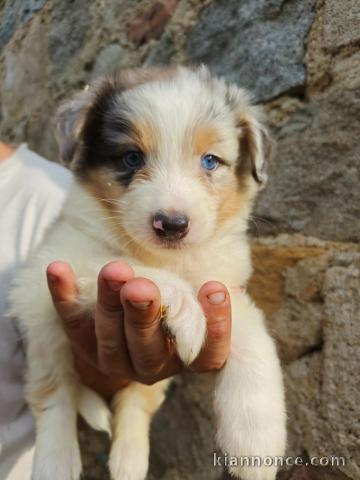Berger Australien disponible 