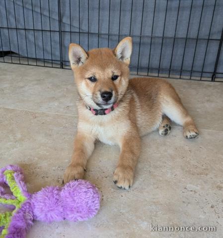 À adopter Chiot Shiba inu disponible 
