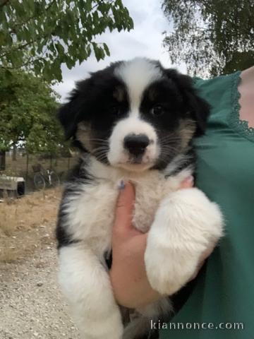 Bébé chiot type berger australien 