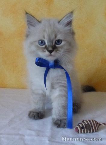 Bébé chaton sibérien disponible 
