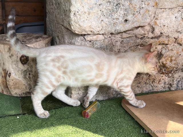 Bébé chaton Bengal disponible 