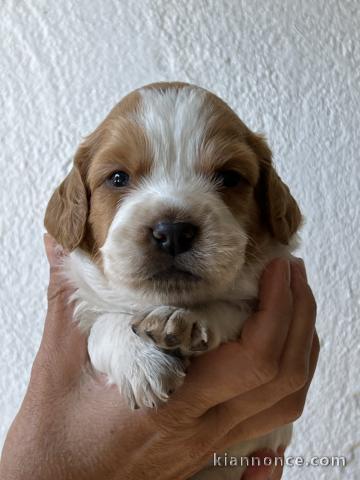 Je donne chiot épagneul breton 