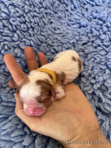 Chiot cavalier king Charles mâle et femelle 