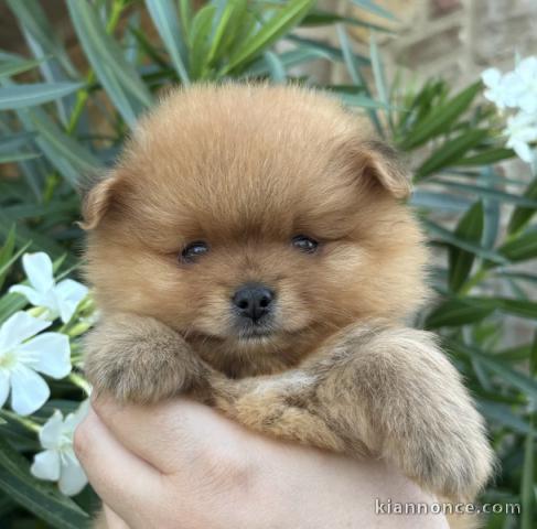 Magnifique chiots spitz allemand disponible 
