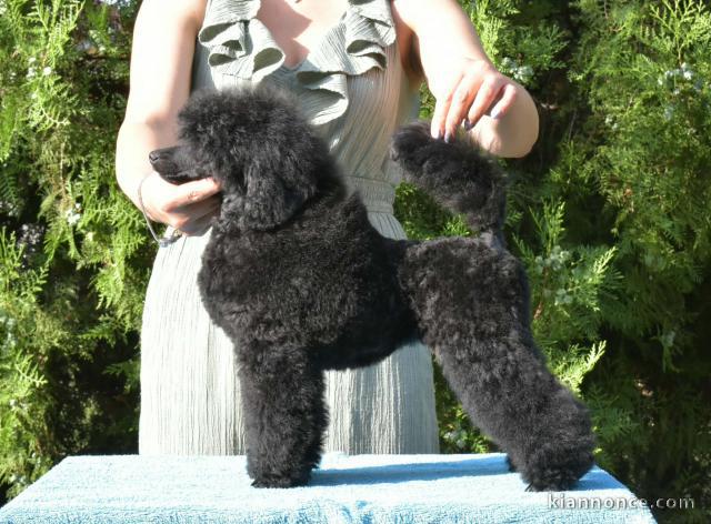 Caniche nain femelle noir