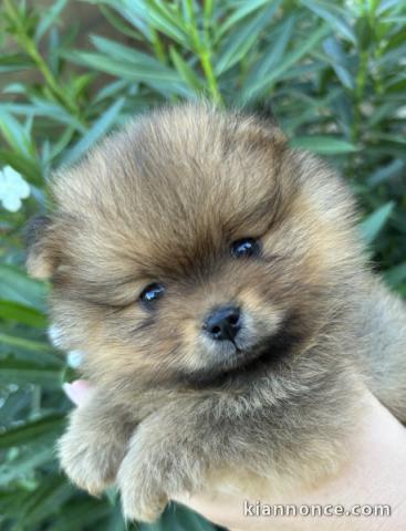 Adorable chiot spitz allemand 