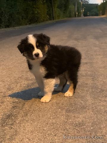 Je donne chiot berger australien 