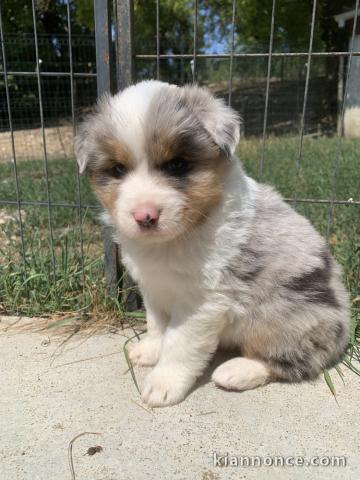 Adoption chiots berger australien 