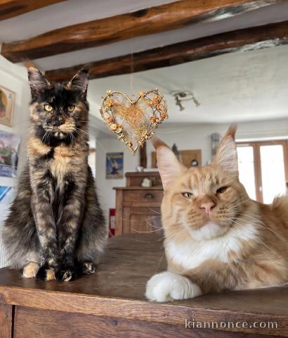 Chatons Maine coon disponible pour adoption 
