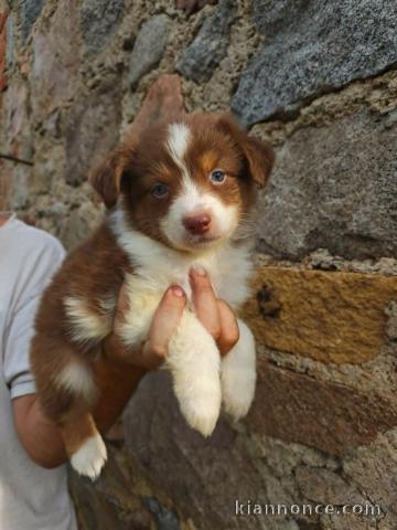 Je donne chiot berger australien 