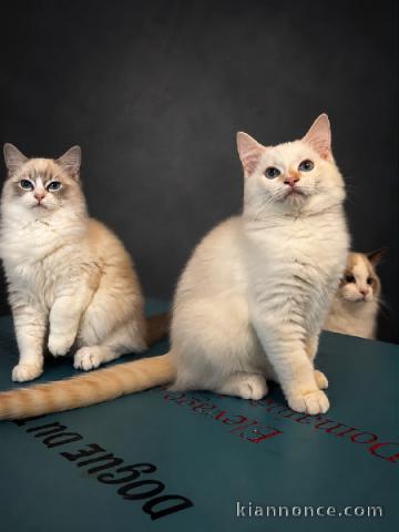 Dons chaton Ragdoll disponible 
