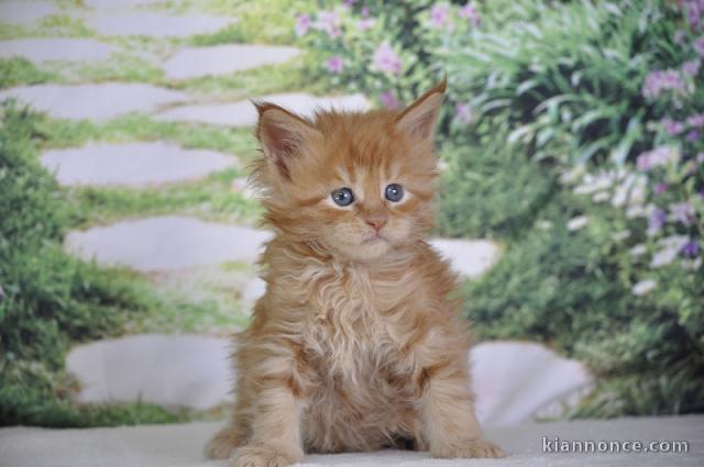 Dons bébé chaton Maine coon mâle 