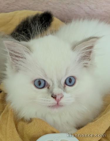 Magnifique chaton Ragdoll disponible 