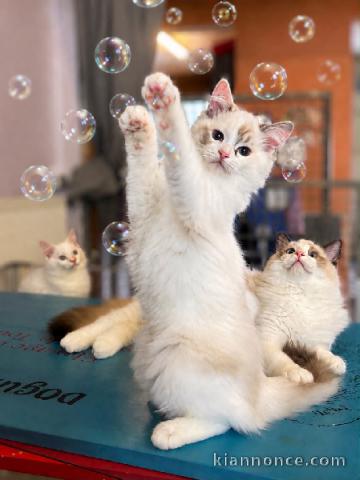 Je donne chaton Ragdoll femelle 