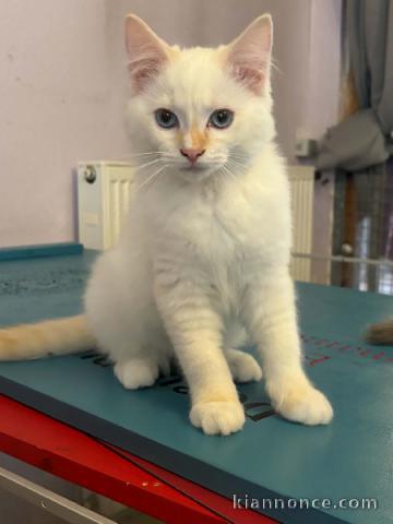 Adorable chaton Ragdoll mâle pour saillie 