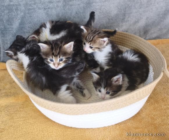 Dons chaton sibérien disponible 