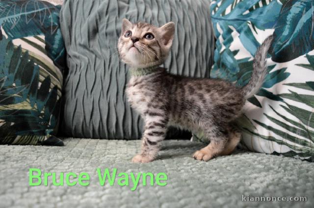 Bébé chaton Bengal disponible 