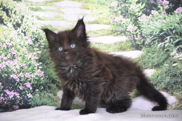 Adorable chaton Maine coon mâle a donner 
