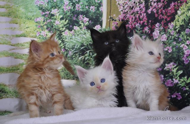 Adoption chaton Maine coon disponible 