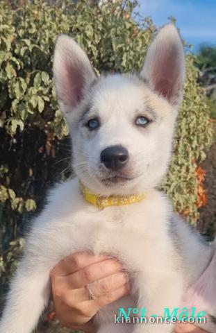 Husky sibérien femelle à donner 