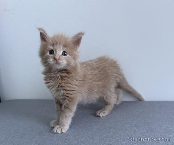 Annonces chaton Maine coon disponible 