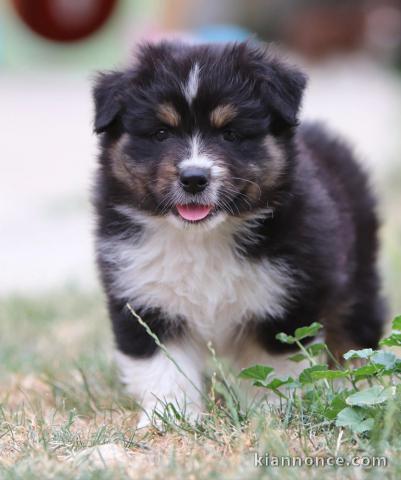 Je donne chiot berger australien 