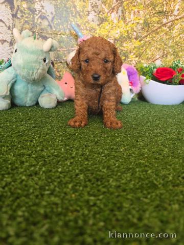Je donne chiot caniche disponible 