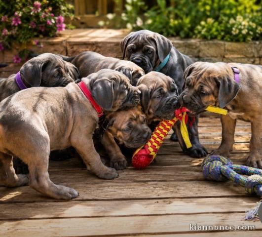 Dons chiots Cane corso disponible 