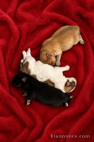 Adoption chiots spitz allemand disponible 