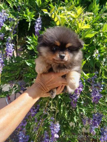 Je donne chiot spitz allemand disponible 