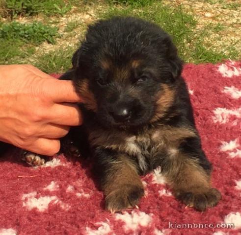Adoption chiots berger allemand 
