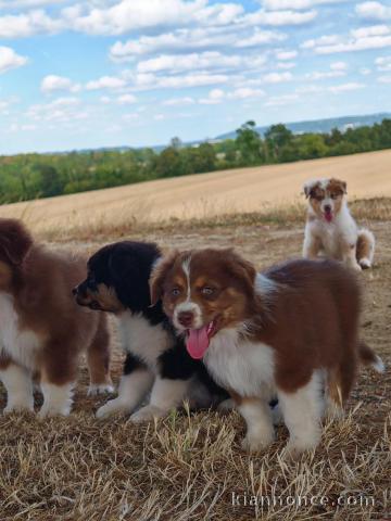 Dons chiots berger australien 