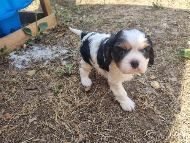 Donne chiot cavalier king Charles mâle 