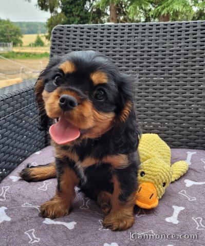 Magnifique cavalier king Charles mâle a donner 
